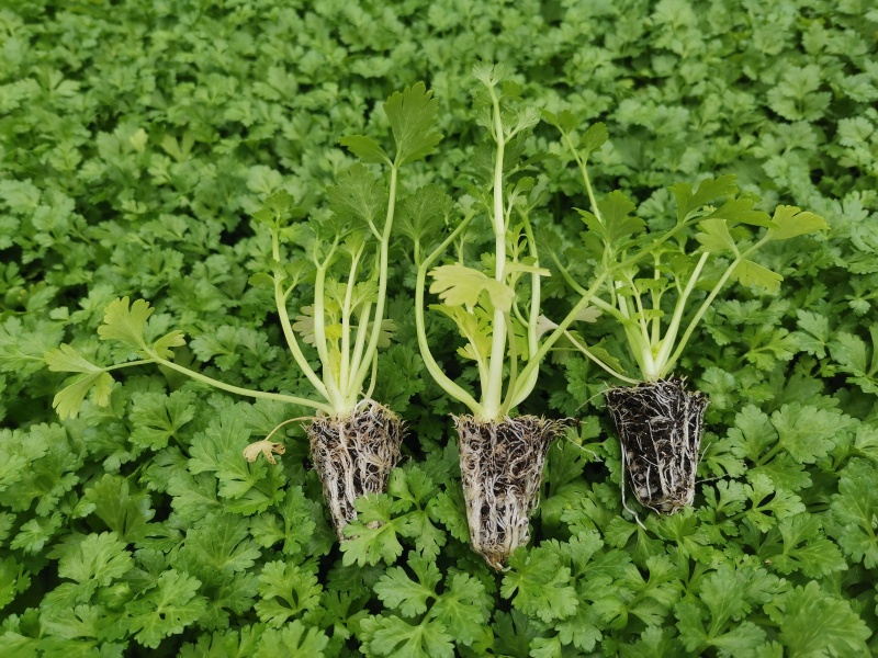 芹菜苗西芹苗全国发货免费技术指导存活率高蔬菜苗