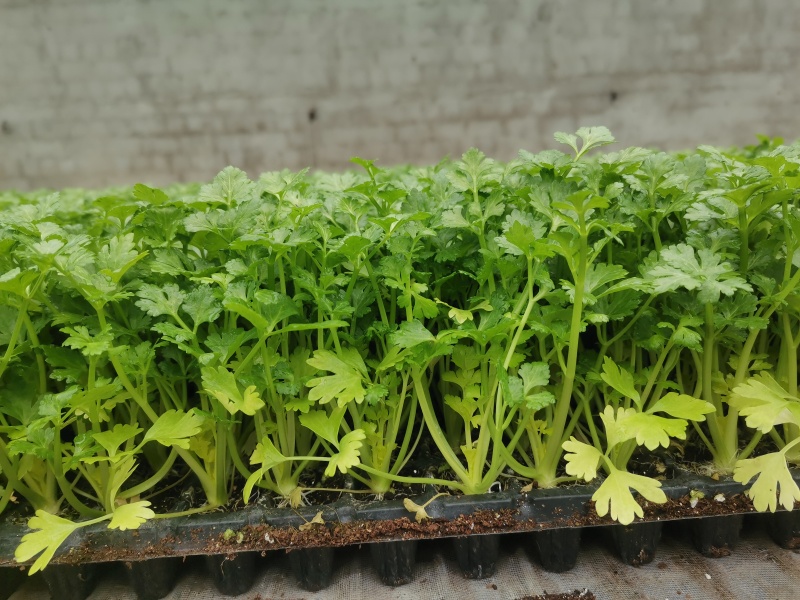 芹菜苗西芹苗全国发货免费技术指导存活率高蔬菜苗
