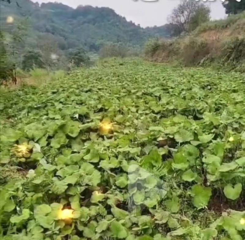 款冬花精品通货均有量大价优欢迎来电洽谈合作