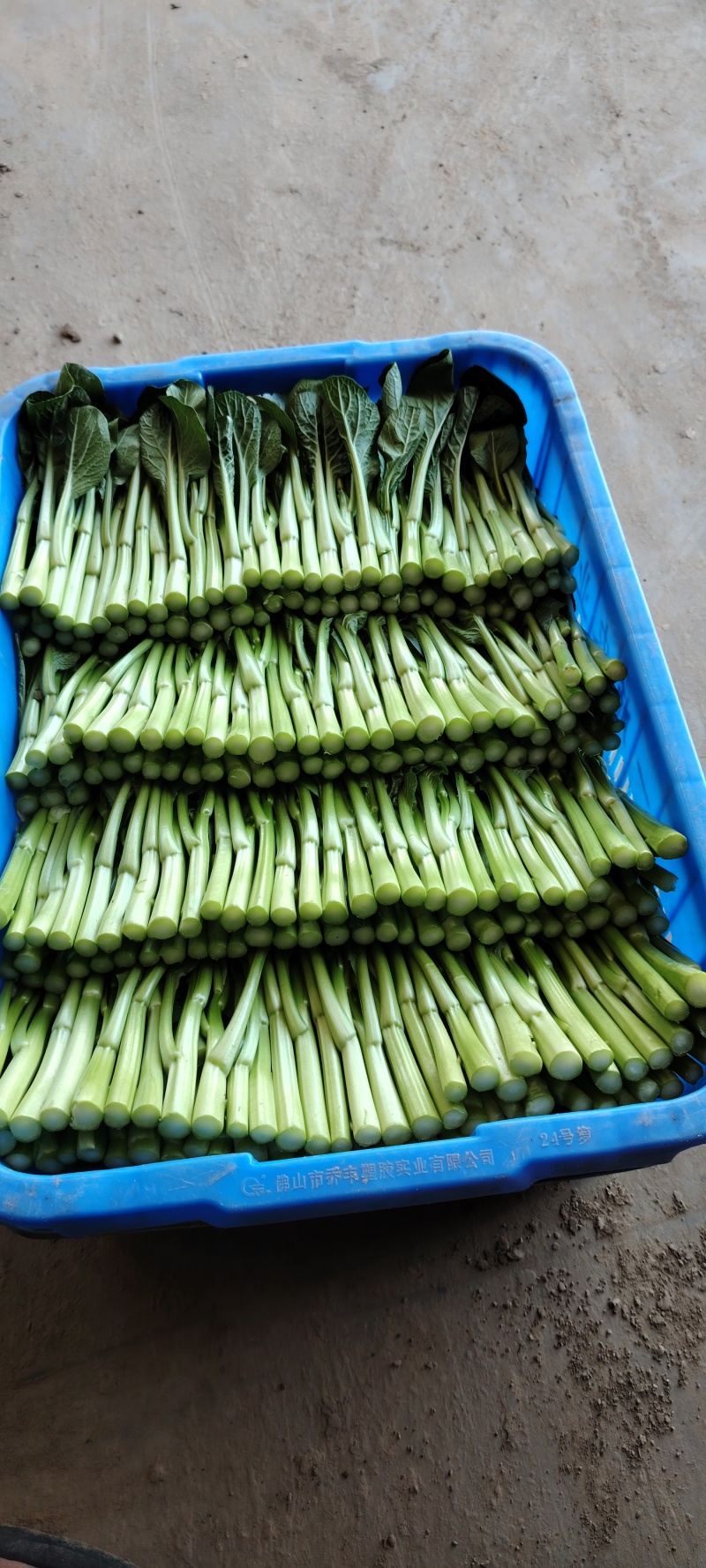 河南广东菜心马上上市