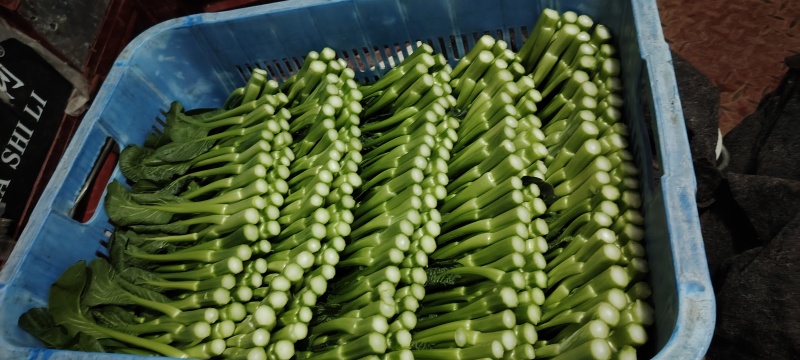 河南广东菜心马上上市