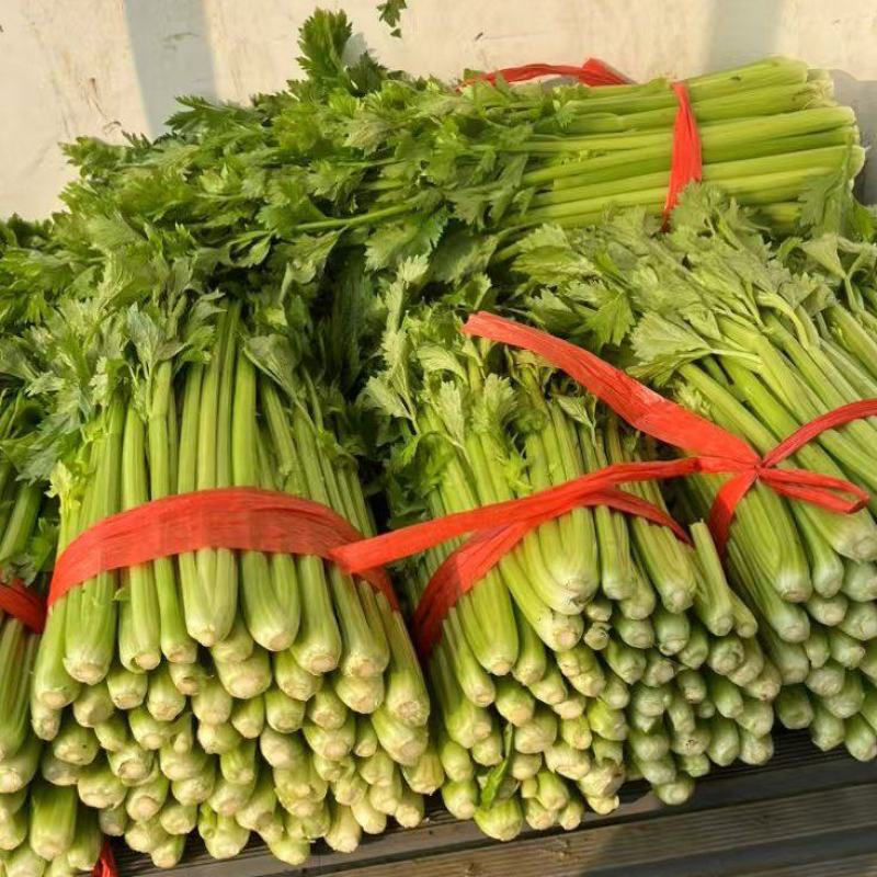 皇妃芹菜法国西芹一手货源代收代发代加工全国发货
