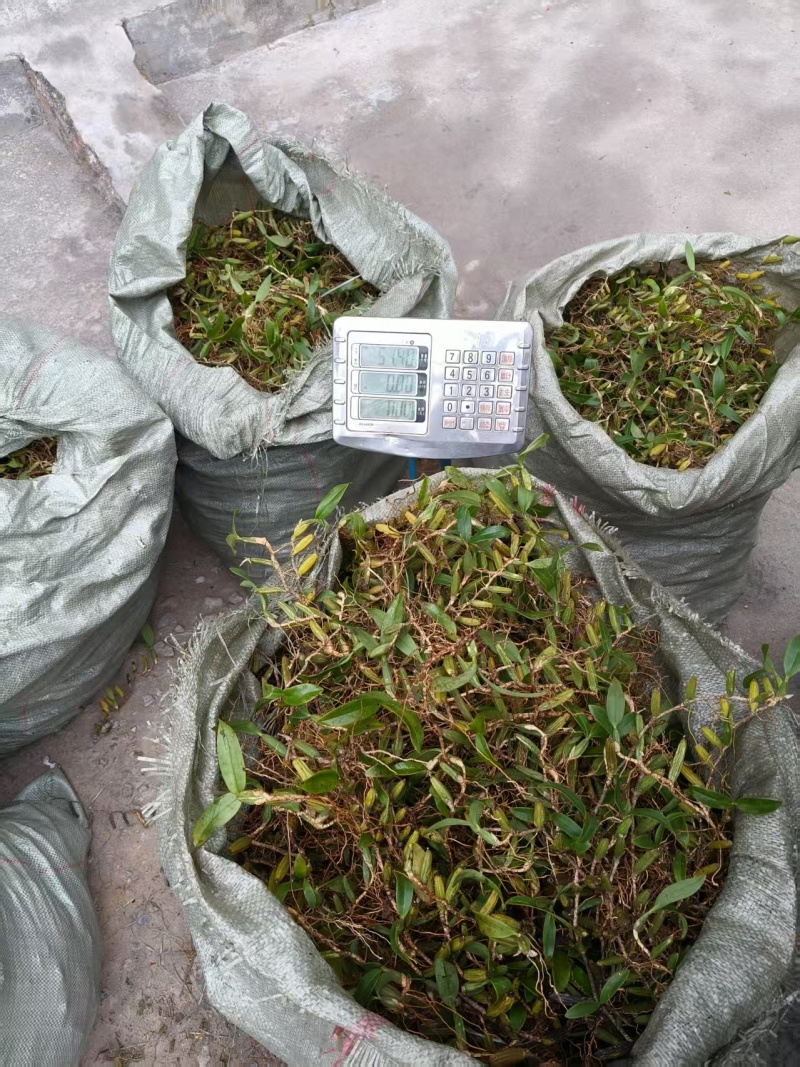 双叶石橄榄，双叶中果包邮价