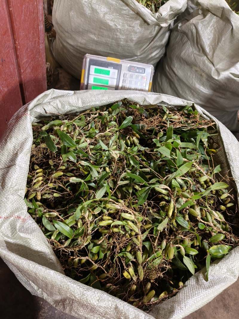 双叶石橄榄，双叶中果包邮价