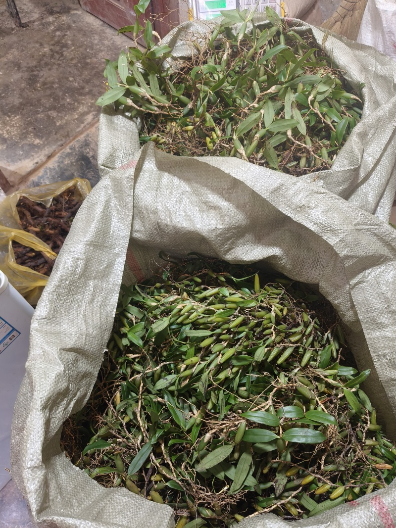 双叶石橄榄，双叶中果包邮价