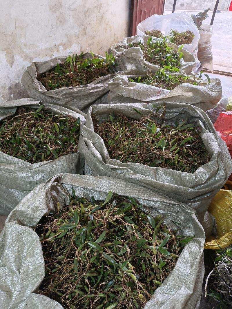 双叶石橄榄，双叶中果包邮价
