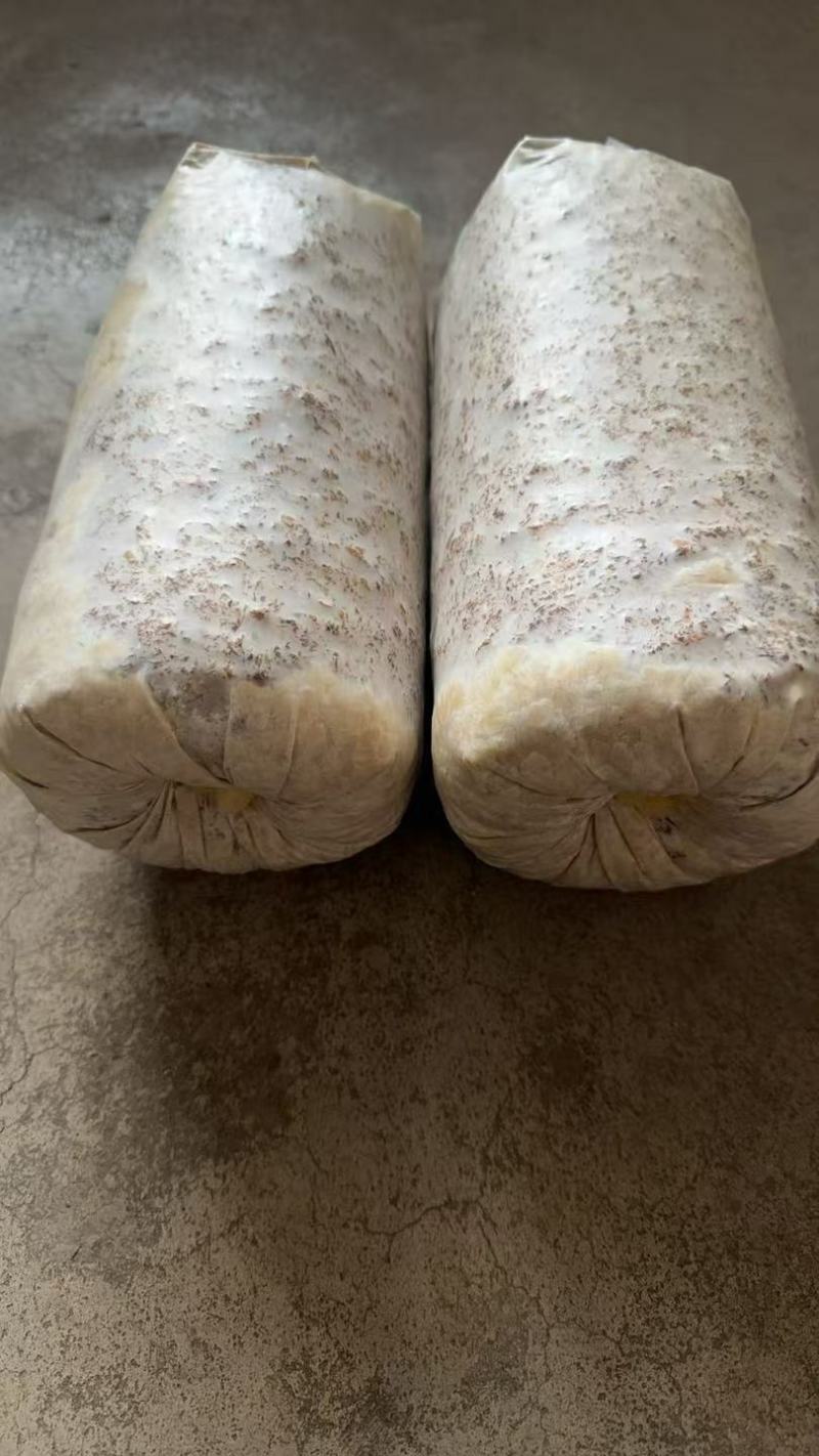 平菇菌棒超低价，售完为止