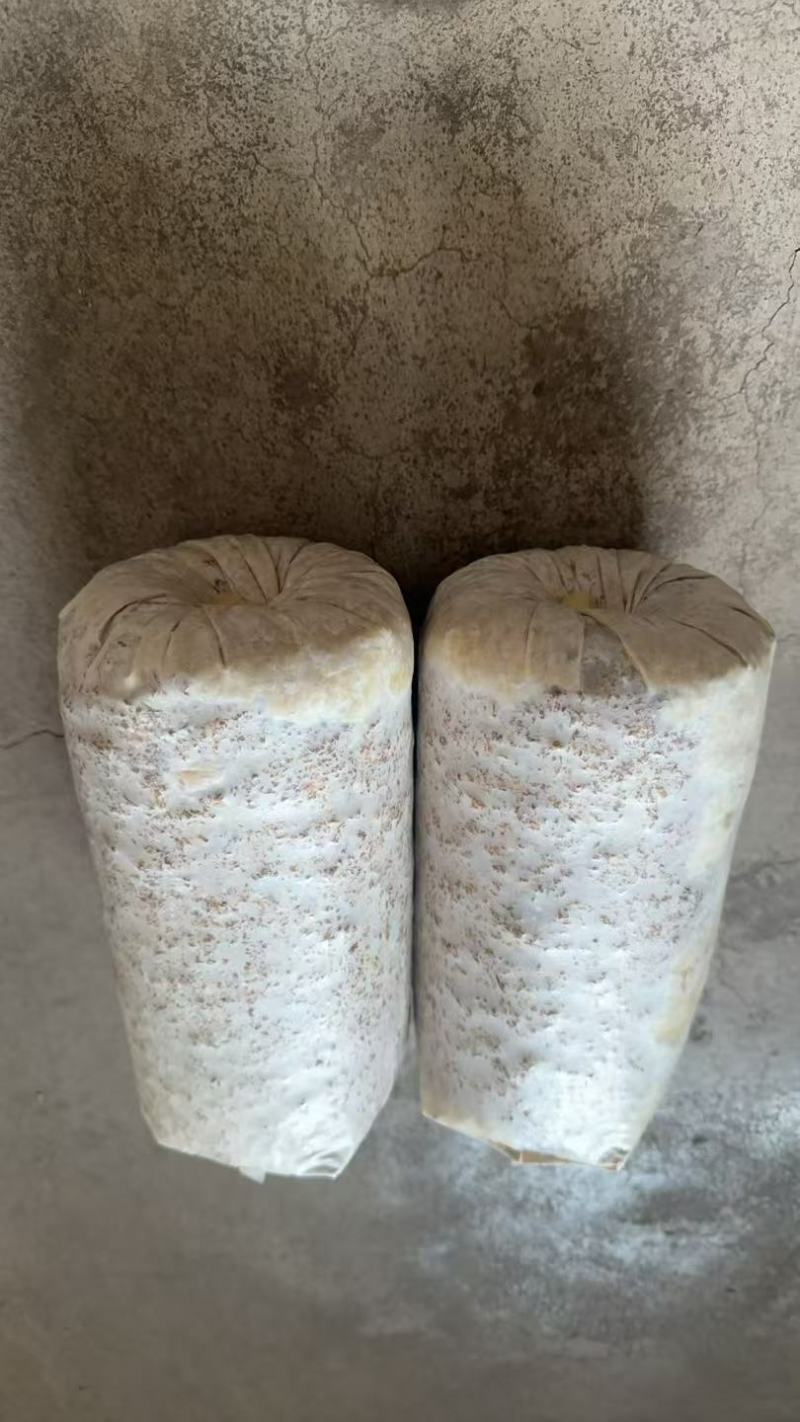 平菇菌棒超低价，售完为止