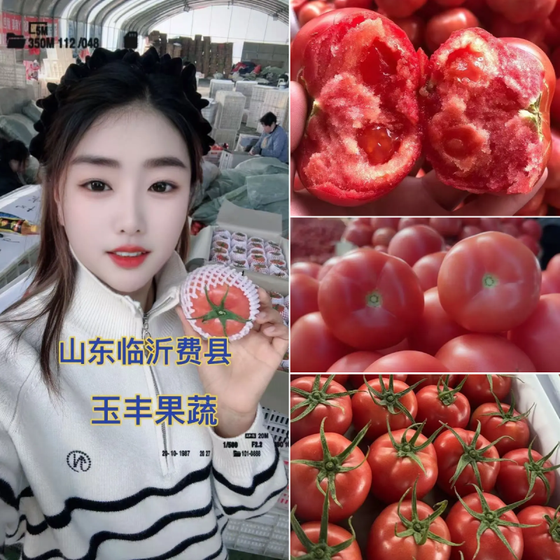 （西红柿）山东西红柿硬粉西红柿j/精品西红柿/全国发货