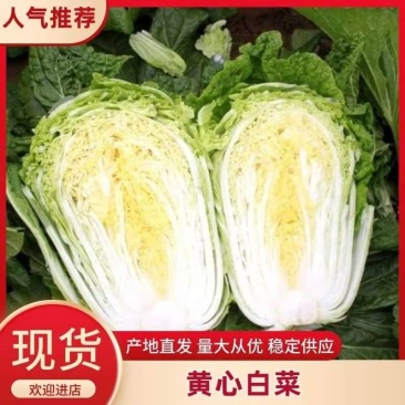 精品黄心白菜产地直供大量有货，价格公道，欢迎咨询