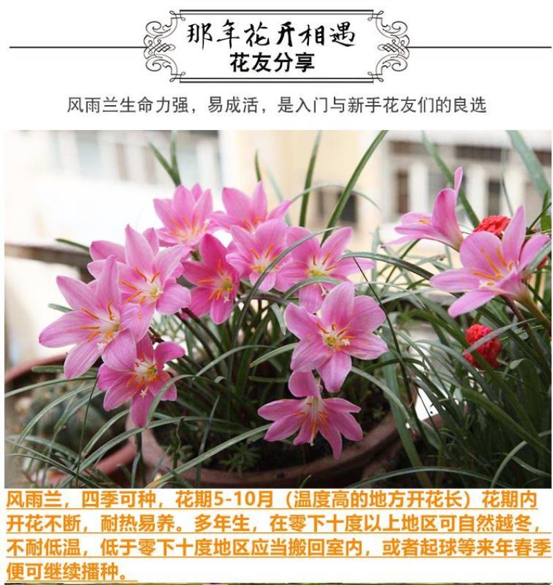 风雨兰种球土培盆栽植物室内花卉阳台庭院美化