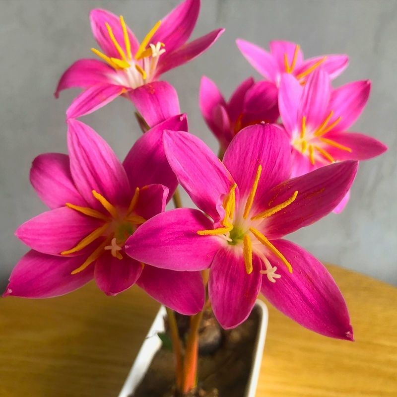 风雨兰种球土培盆栽植物室内花卉阳台庭院美化