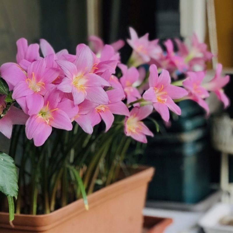 风雨兰种球土培盆栽植物室内花卉阳台庭院美化