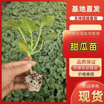 精品甜瓜苗香瓜苗现货大量供应山东蔬菜水果种苗