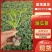 精品甜瓜苗香瓜苗现货大量供应山东蔬菜水果种苗