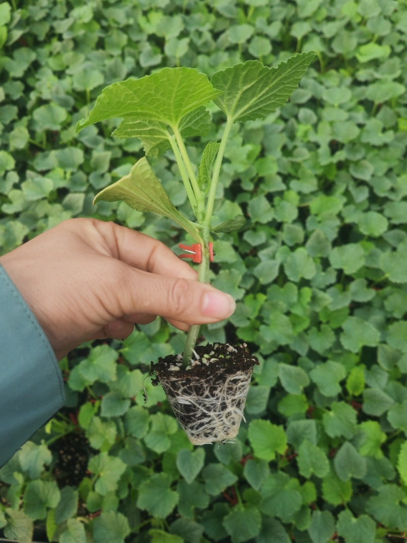 精品甜瓜苗香瓜苗现货大量供应山东蔬菜水果种苗