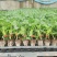 精品甜瓜苗香瓜苗现货大量供应山东蔬菜水果种苗