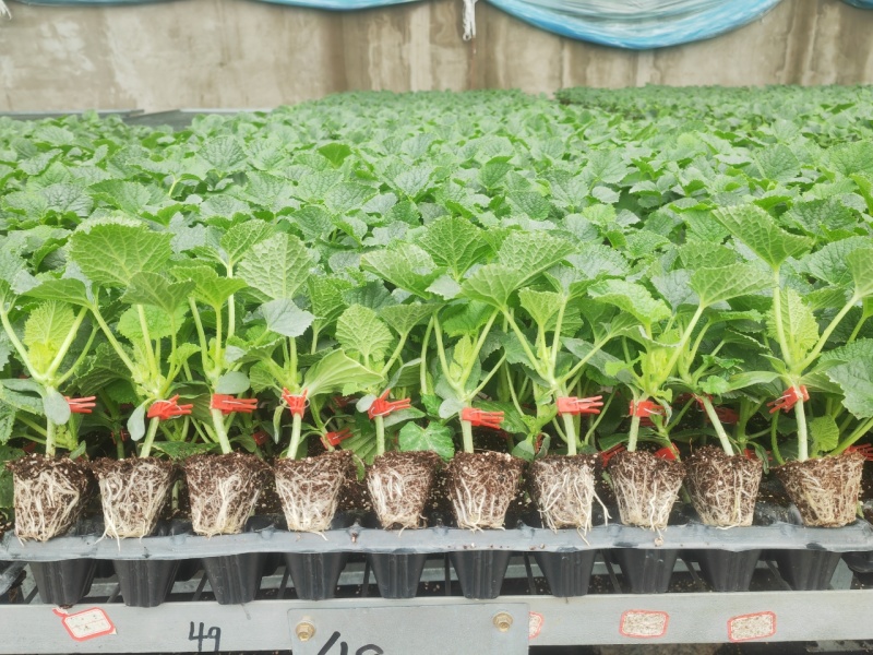 精品甜瓜苗香瓜苗现货大量供应山东蔬菜水果种苗