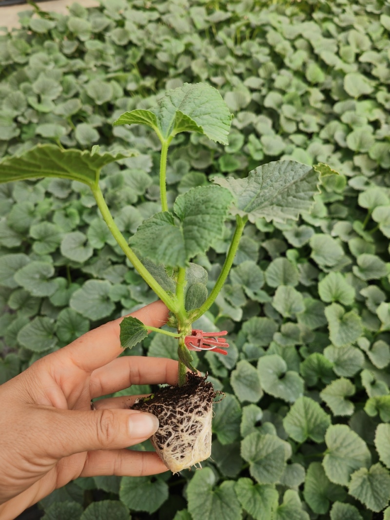 精品甜瓜苗香瓜苗现货大量供应山东蔬菜水果种苗