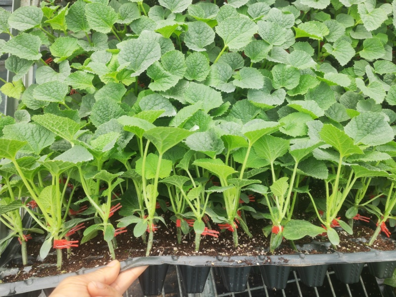 精品甜瓜苗香瓜苗现货大量供应山东蔬菜水果种苗