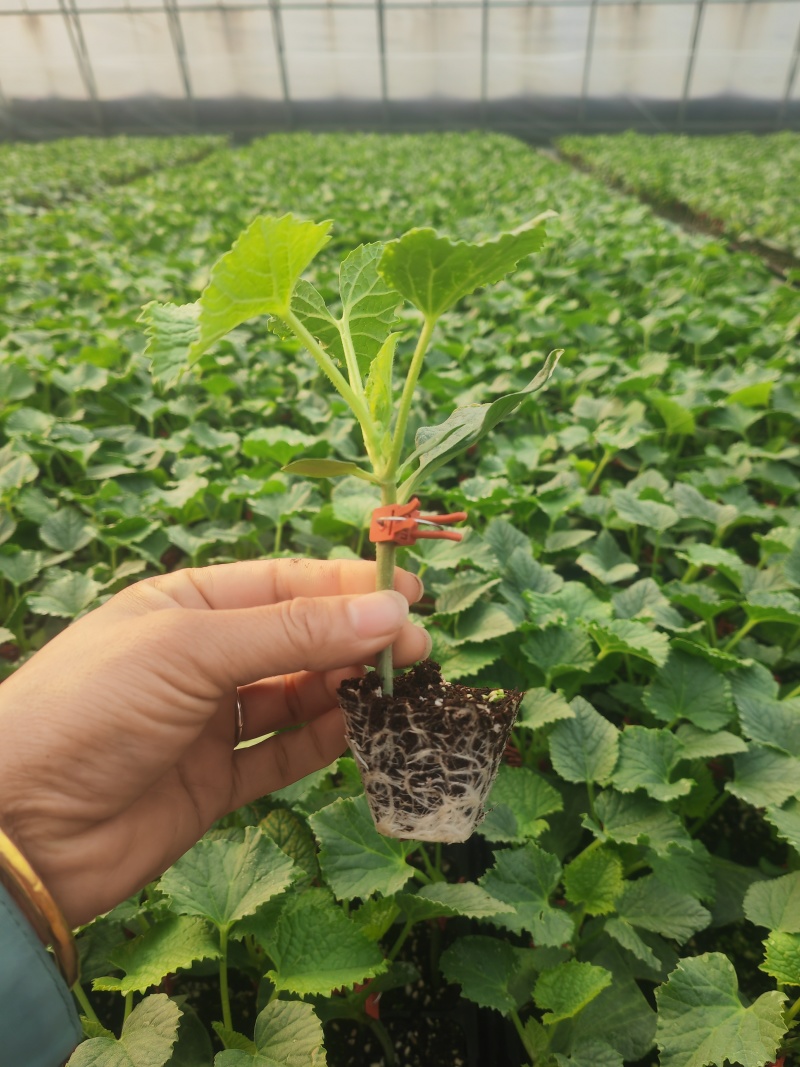 精品甜瓜苗香瓜苗现货大量供应山东蔬菜水果种苗