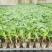 精品甜瓜苗香瓜苗现货大量供应山东蔬菜水果种苗