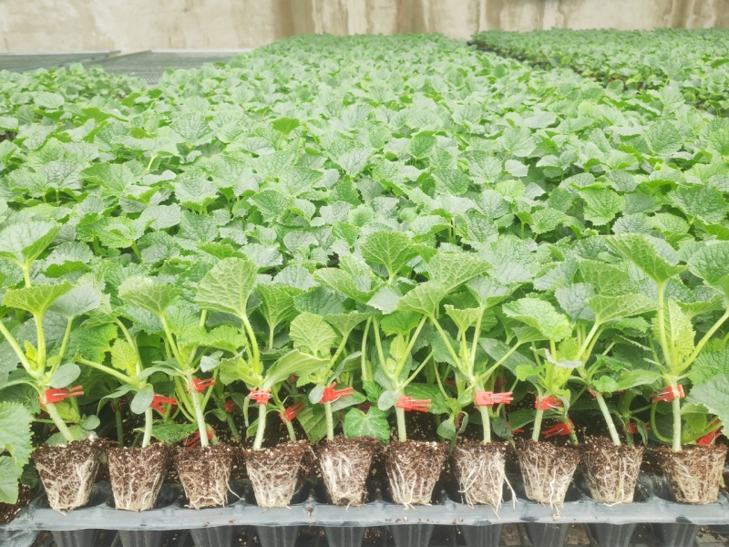 精品甜瓜苗香瓜苗现货大量供应山东蔬菜水果种苗