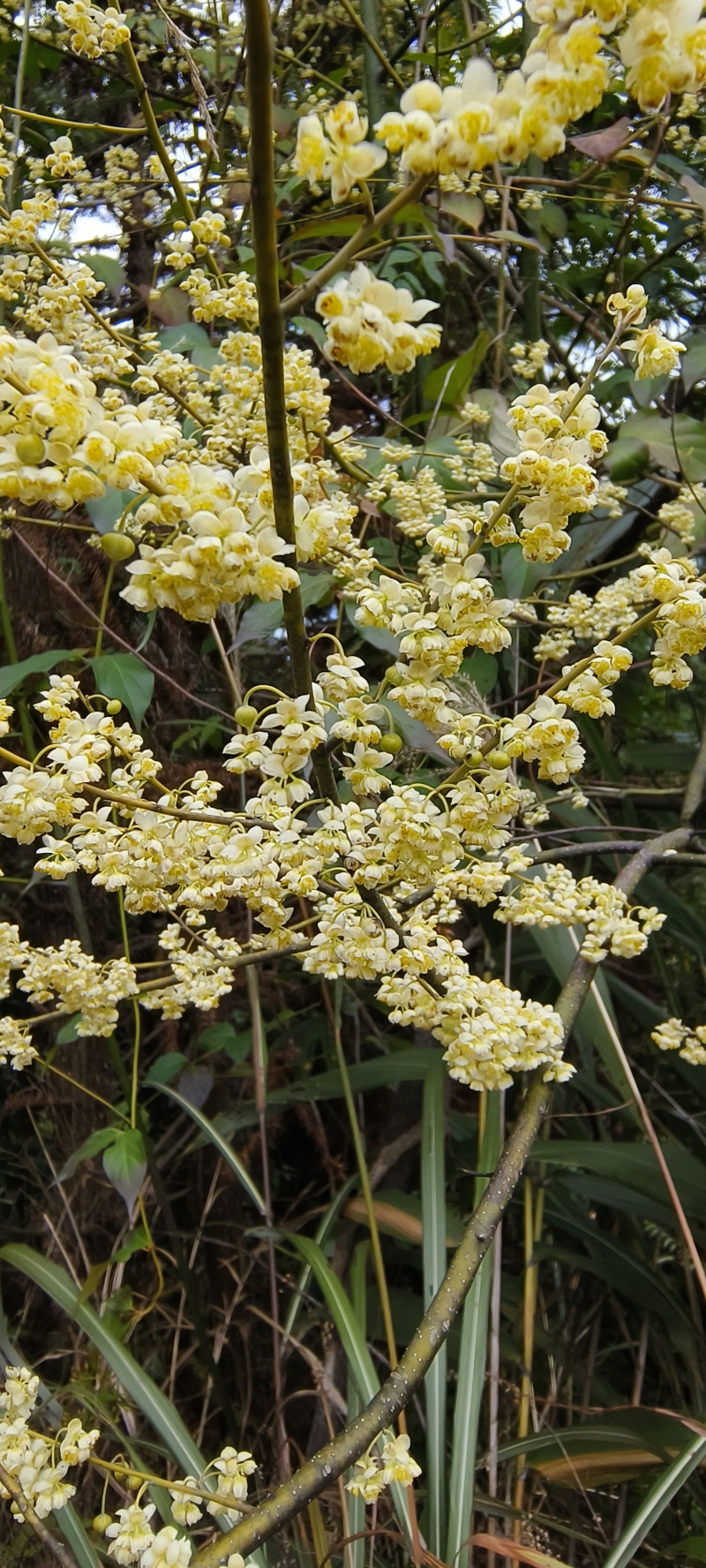 木姜子树根/山苍子根/山姜子根/山鸡椒根/木香子根