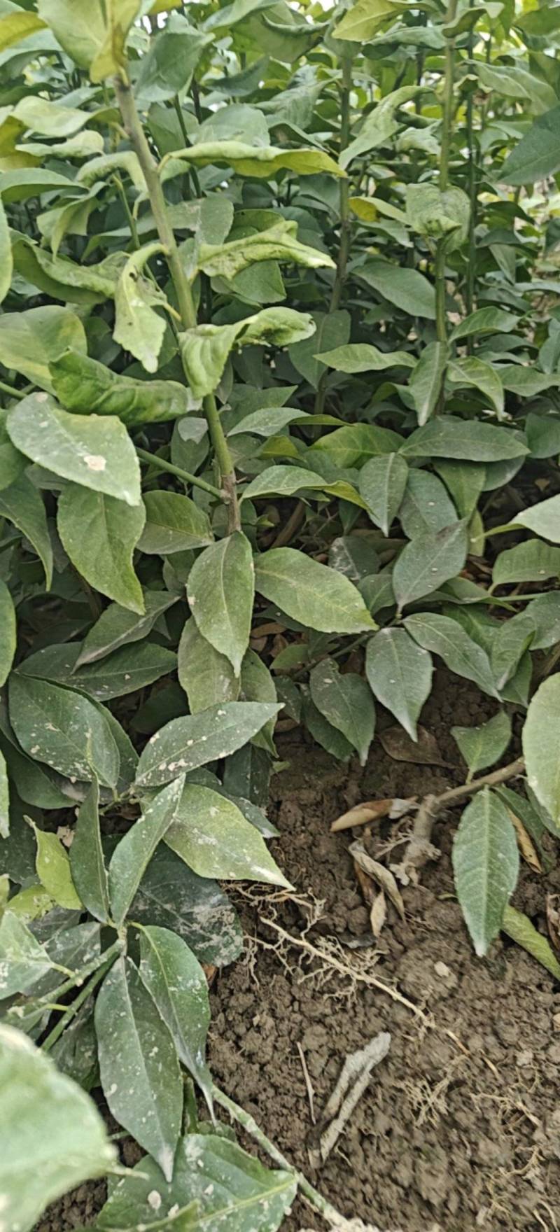 柠檬苗