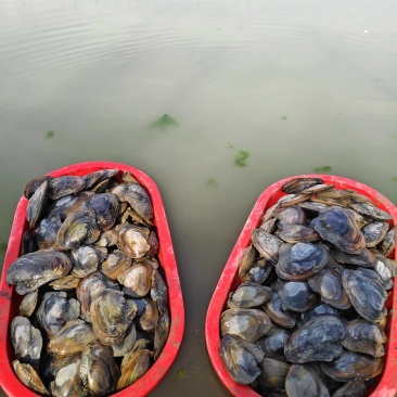 河蚌通货，小的很少很少