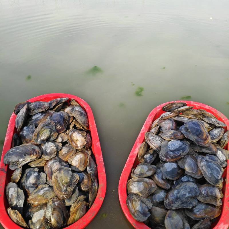 河蚌通货，小的很少很少