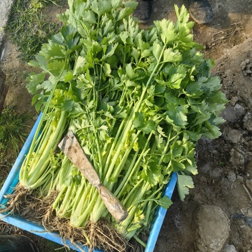 大量芹菜出售，需要的联系。
