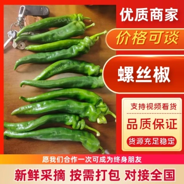 海南螺丝椒，大量上市，品质优良，欢迎咨询选购