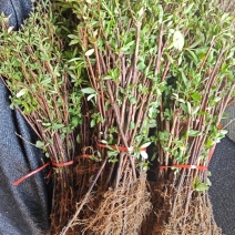 金银花苗大量供应山东基地直发，规格齐全，量大从优。