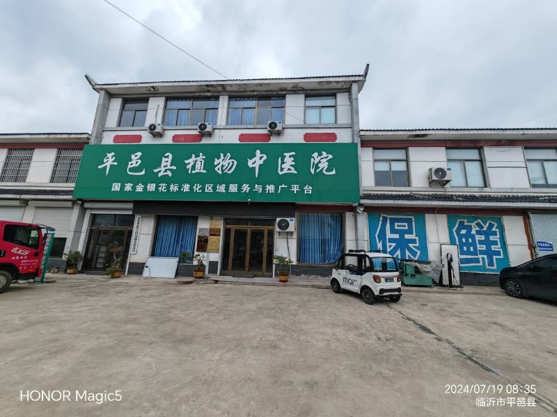 金银花苗大量供应山东基地直发，规格齐全，量大从优。