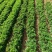 金银花苗大量供应山东基地直发，规格齐全，量大从优。