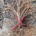 金银花苗大量供应山东基地直发，规格齐全，量大从优。