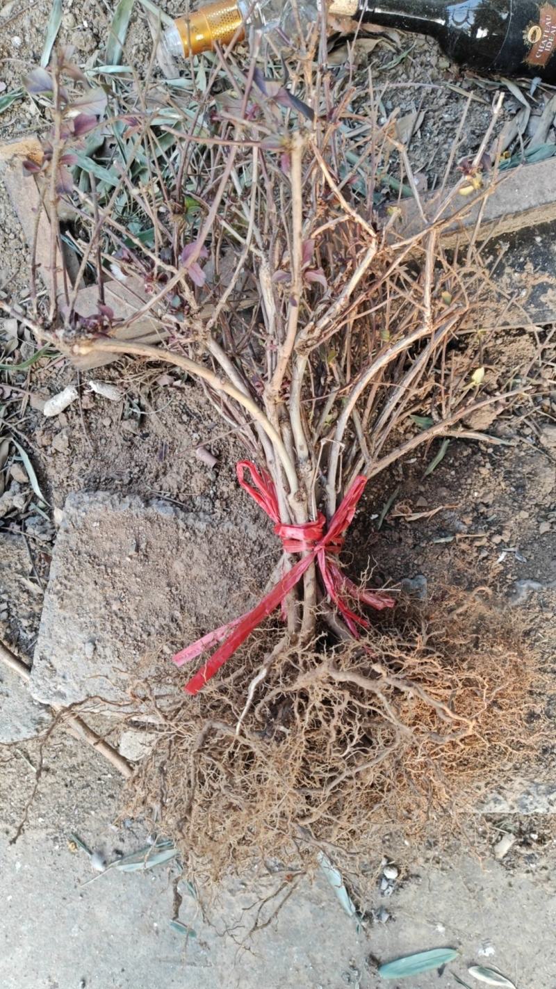 金银花苗大量供应山东基地直发，规格齐全，量大从优。