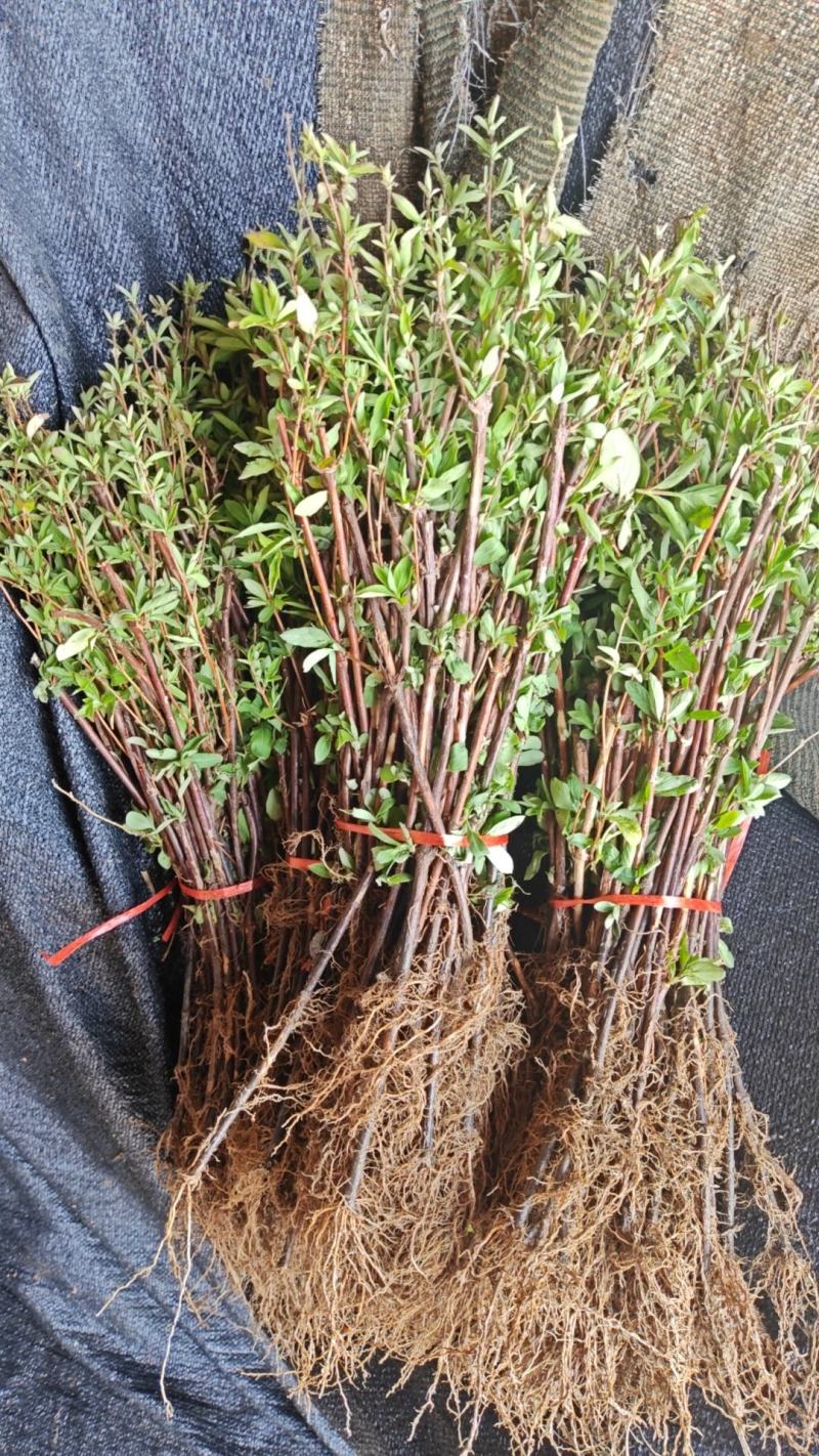金银花苗大量供应山东基地直发，规格齐全，量大从优。