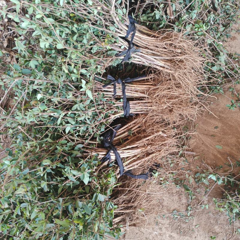 金银花苗大量供应山东基地直发，规格齐全，量大从优。