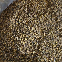 野菊花，正宗商品，诚信经营，欢迎全国朋友来采购，