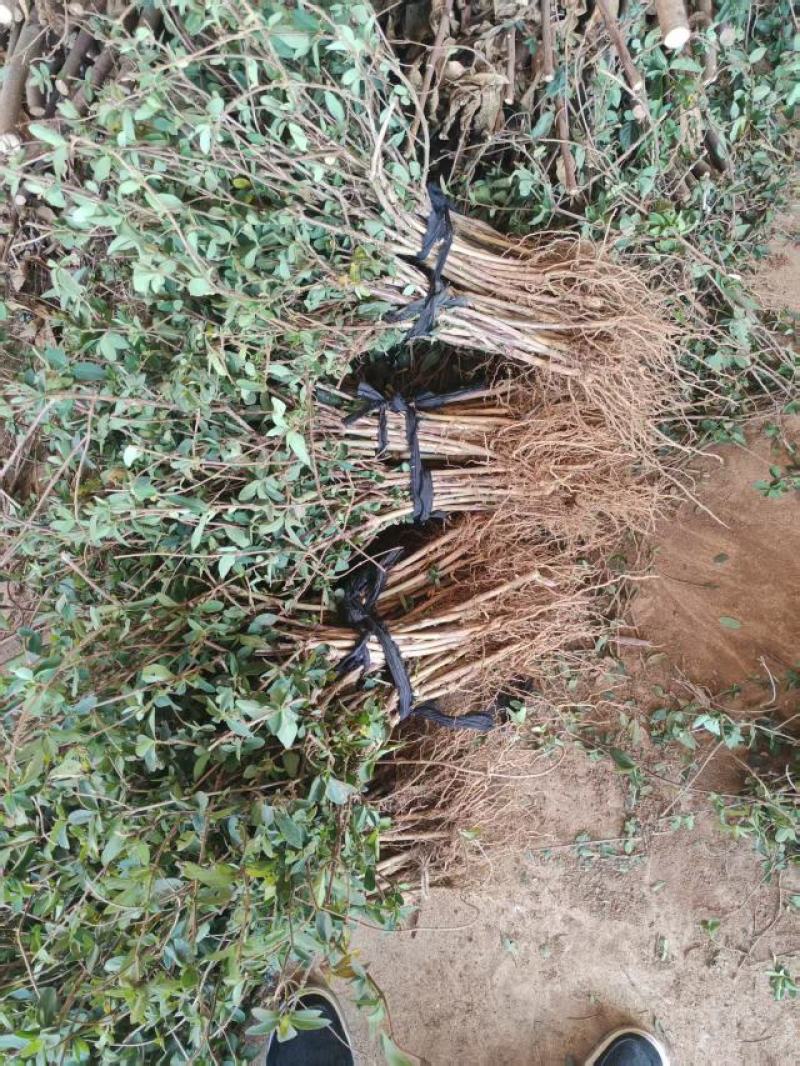 提供优质山东金银花种苗，品种，货源充足，大量供应保质保量