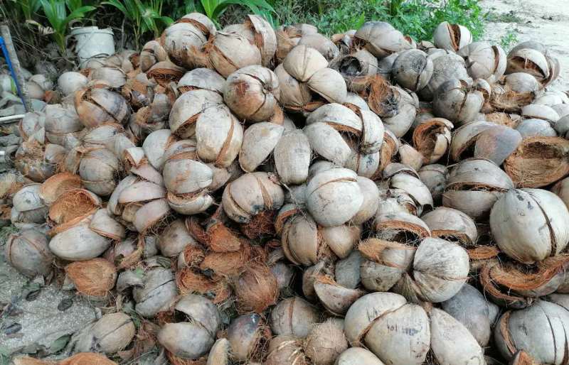 批发新鲜海南老椰子皮青椰子皮养殖竹虫饲养皮专用竹园艺用品
