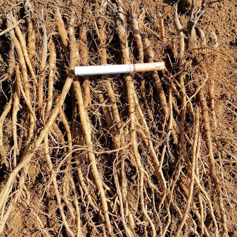 羌活种苗