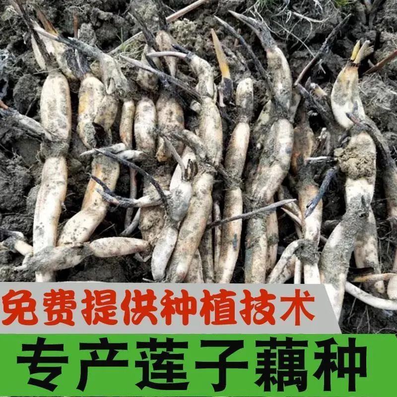莲子藕苗种苗种子太空36号湘莲苗湖南高产荷花苗莲藕苗