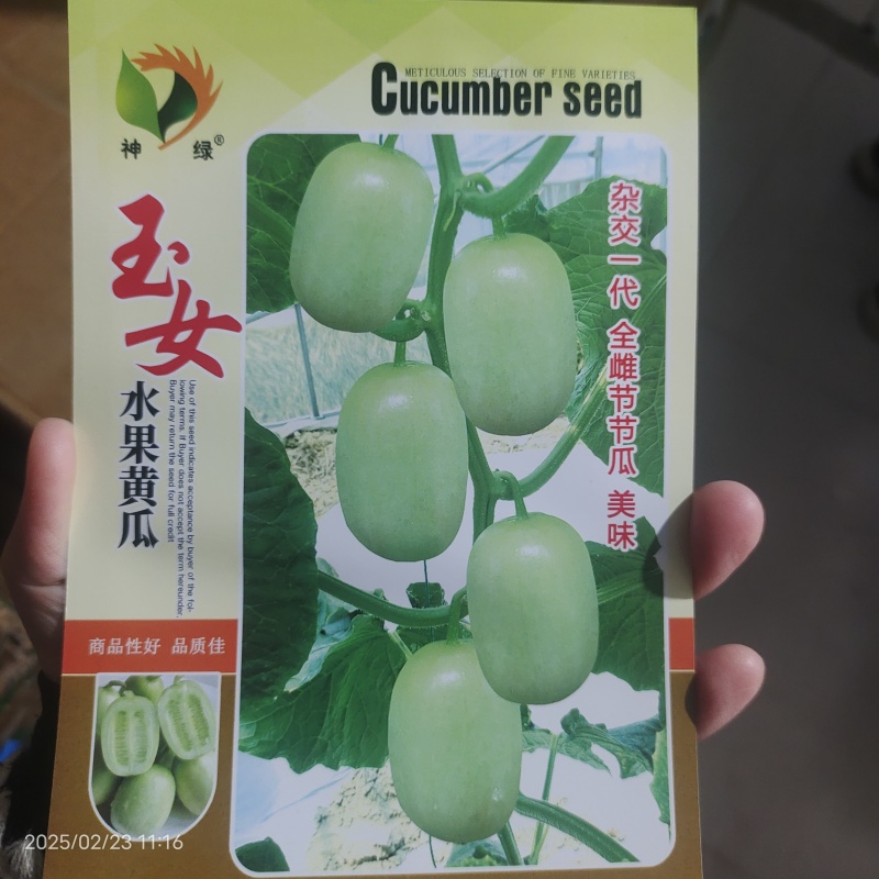神绿玉女黄瓜种子40粒杂交阳台盆栽甜脆迷你蔬菜种籽早熟
