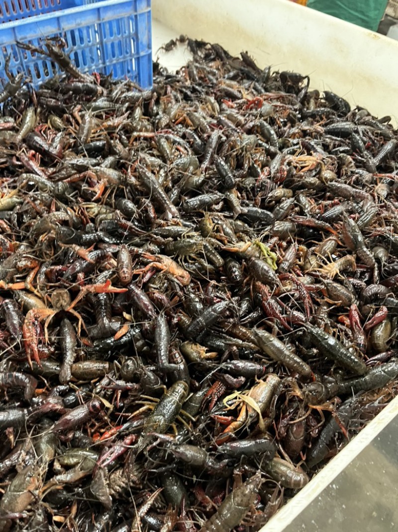 小龙虾