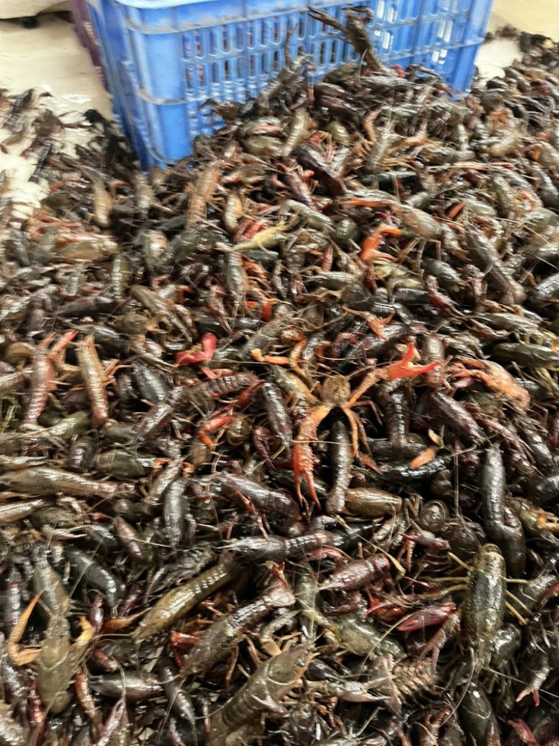 小龙虾