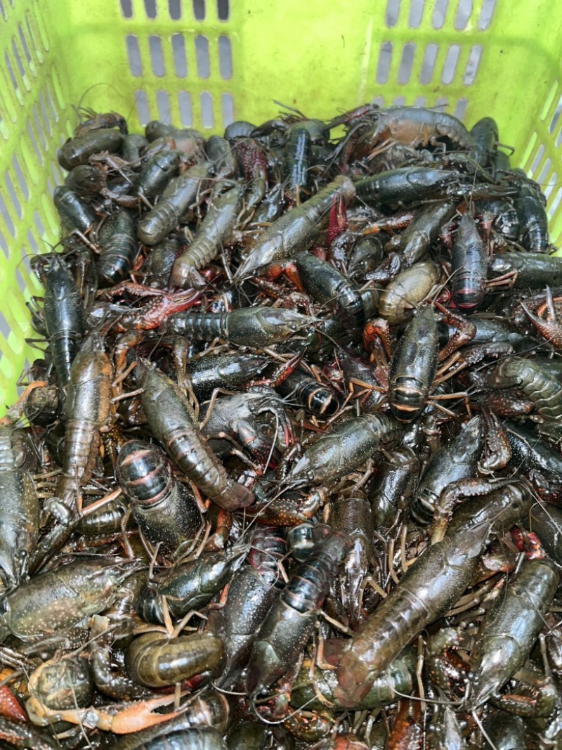 小龙虾