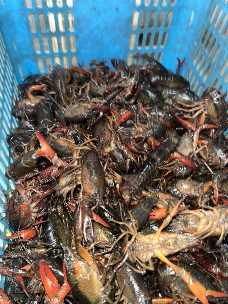 小龙虾